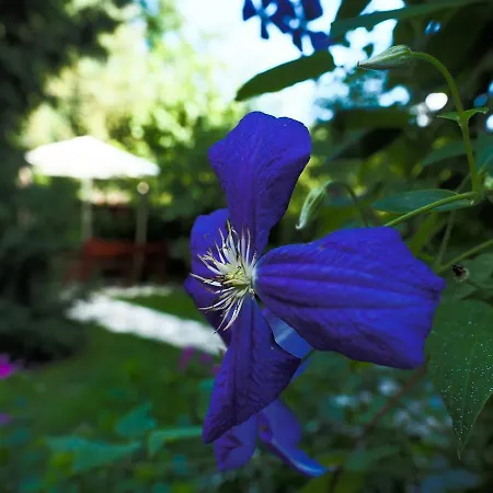 Guest house Casa Camelia