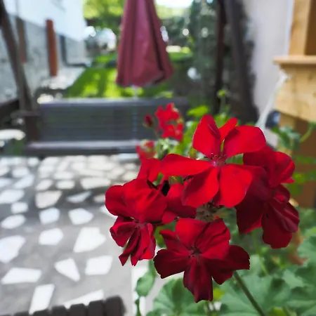 Casa Camelia Guest house